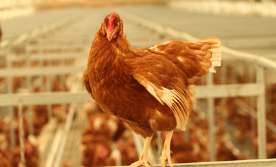 Hen in a Canadian cage-free barn. © World Animal Protection/i.c.productions (CNW Group/World Animal Protection)