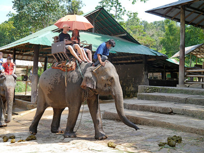 An Asian elephant used to take tourists for rides. © World Animal Protection (CNW Group/World Animal Protection)