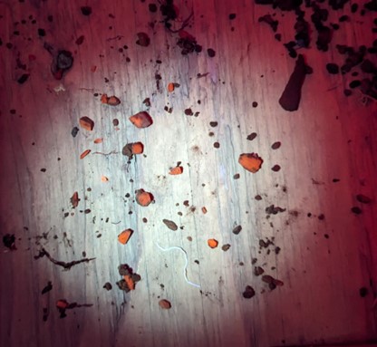 Photo of orange-fluorescent spodumene grains in till lighted by UV lamp